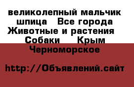 великолепный мальчик шпица - Все города Животные и растения » Собаки   . Крым,Черноморское